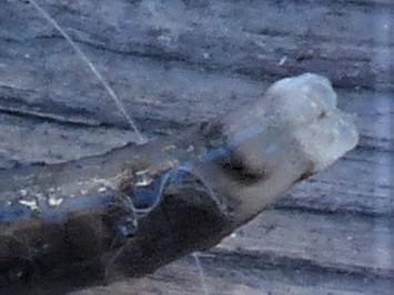 Réf. 240 672 : Tanyptera atrata